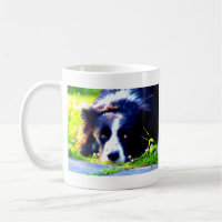 Border collie