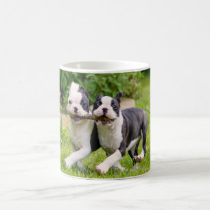 Caneca De Café Cães Cute Boston Terrier brincam com cachorros