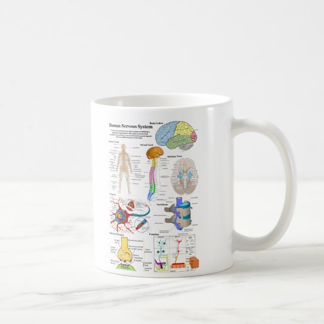 Caneca De Café Cérebro humano e diagrama de sistema nervoso (Direita)