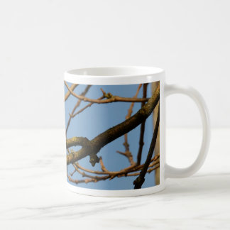 Caneca De Café Chapim-azul