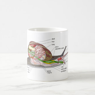 Caneca De Café Diagram snail Helix aspersa split-sectioned organ