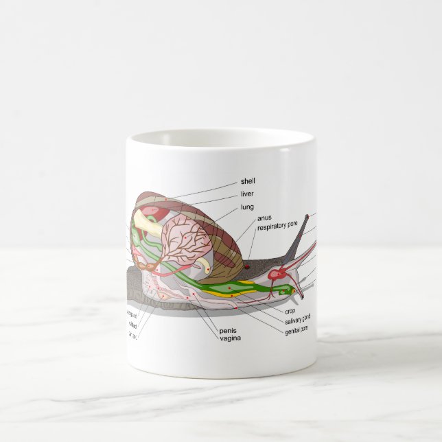 Caneca De Café Diagram snail Helix aspersa split-sectioned organ  (Centro)