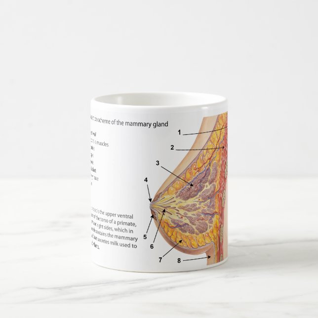 Caneca De Café Diagrama de Seção Cruzada da Glândula Mamária Huma (Centro)