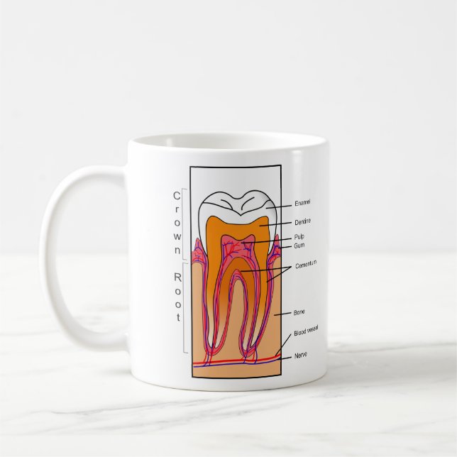 Caneca De Café Diagrama de seção transversal de um dente humano (Esquerda)