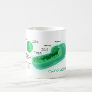 Caneca De Café Diagrama de uma pilha típica do Cyanobacteria