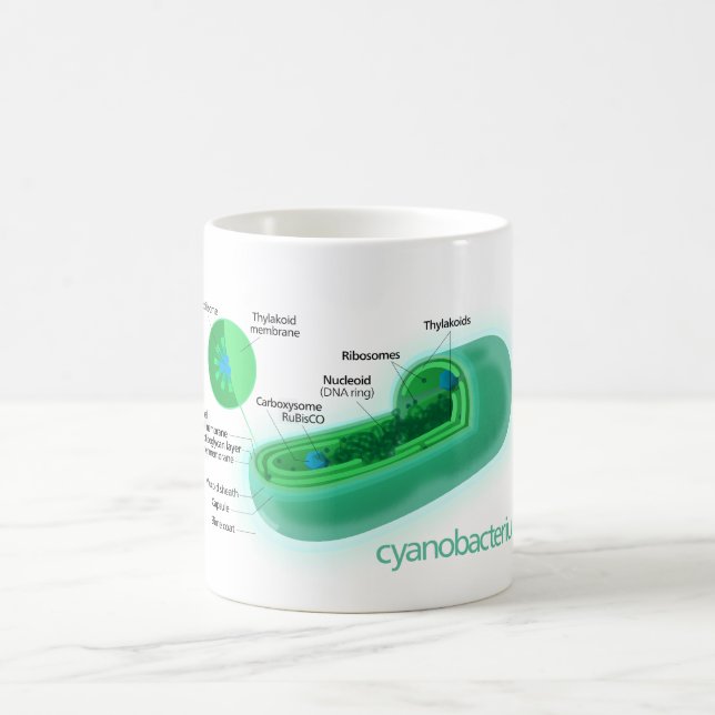 Caneca De Café Diagrama de uma pilha típica do Cyanobacteria (Centro)