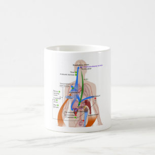 Caneca De Café Diagrama do Sistema da Renina-Angiotensina Diagram