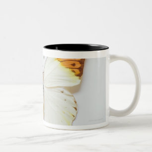 Caneca De Café Em Dois Tons A borboleta com envergadura, encontrou nas regiõe
