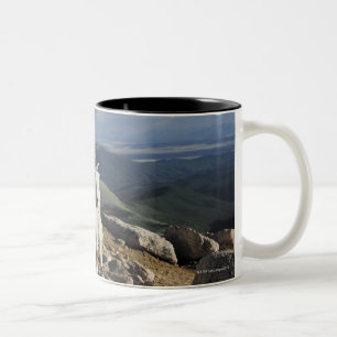 Caneca De Café Em Dois Tons A cabra de montanha rochosa branca de lãs está