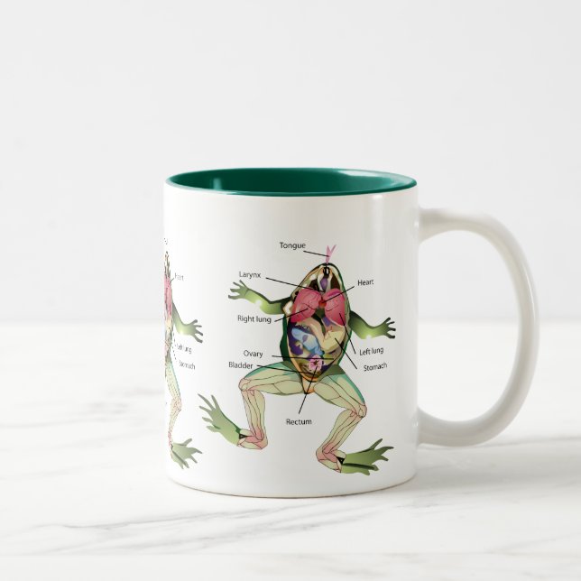 Caneca De Café Em Dois Tons A ilustração da anatomia do sapo (Direita)