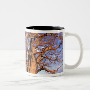 Caneca De Café Em Dois Tons África, Botsuana, Delta do Okavango. Baobá