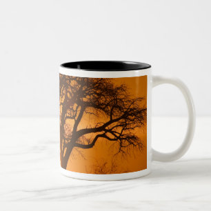 Caneca De Café Em Dois Tons África, Botsuana, Sol poente silhueta Baobab