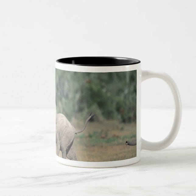 Caneca De Café Em Dois Tons África do Sul, Parque Elefante Addo Nat'l. Bebê (Direita)