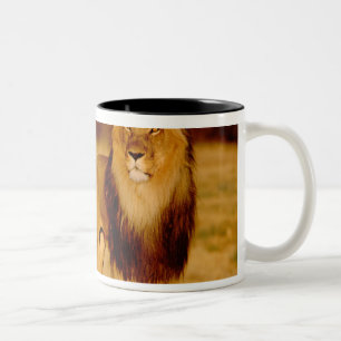 Caneca De Café Em Dois Tons África, Namíbia, Okonjima. Leão macho solitário