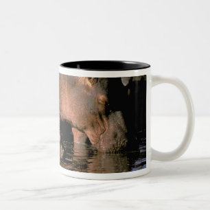 Caneca De Café Em Dois Tons África, Quênia, Masai Mara. Hipopótamos-comuns