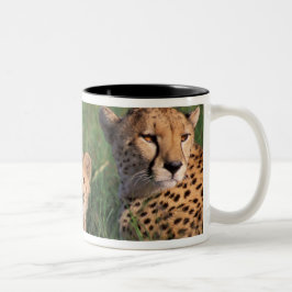 Caneca De Café Em Dois Tons África, Quênia, Reserva de Caça Masai Mara. Guepar