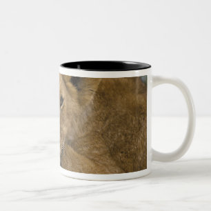 Caneca De Café Em Dois Tons África, Quênia. Retrato de um leão.