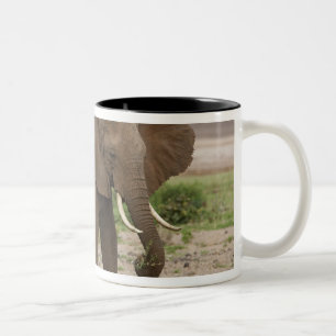 Caneca De Café Em Dois Tons África. Tanzânia. Elefante no lago Manyara NP.