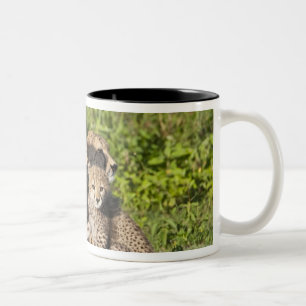 Caneca De Café Em Dois Tons África. Tanzânia. Mãe de guepardo e filhotes