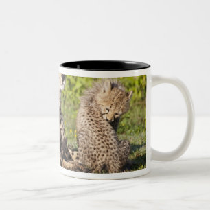 Caneca De Café Em Dois Tons África. Tanzânia. Mãe de guepardo e filhotes 2