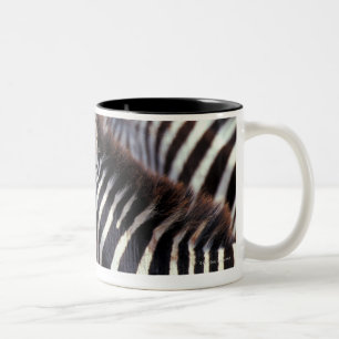 Caneca De Café Em Dois Tons África, Tanzânia, rebanho das zebras
