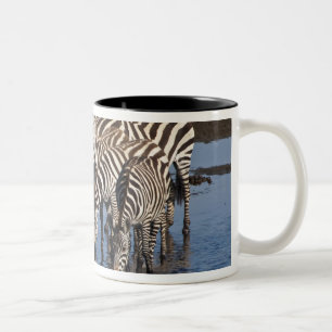 Caneca De Café Em Dois Tons África. Tanzânia. Zebras bebendo em Ndutu