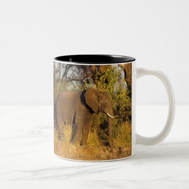 Caneca De Café Em Dois Tons África, Zimbábue, Victoria Falls National Park. (Direita)