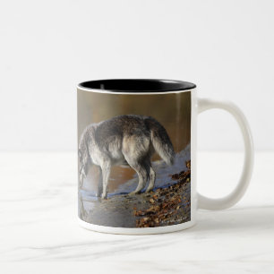 Caneca De Café Em Dois Tons Água potável do lobo de uma lagoa