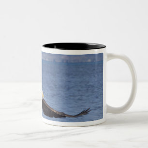 Caneca De Café Em Dois Tons águia americana, Haliaeetus leucocephalus, em voo 