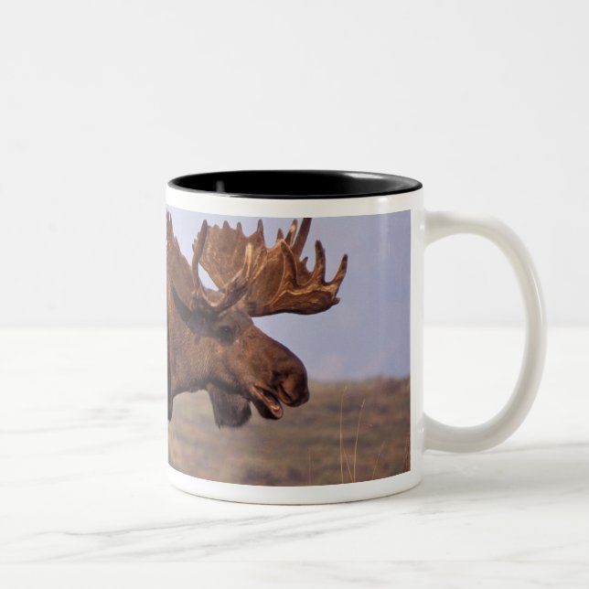 Caneca De Café Em Dois Tons alces alces alces, touro com grandes galhadas (Direita)
