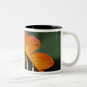 Caneca De Café Em Dois Tons América Central, Costa Rica, Selva Verde