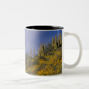 Caneca De Café Em Dois Tons América do Norte, EUA, Arizona, Organ Pipe Cactus