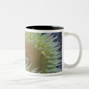 Caneca De Café Em Dois Tons América do Norte, EUA, Washington, Olímpico 4