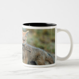 Caneca De Café Em Dois Tons América do Sul, Chile, Torres del Paine Nacional