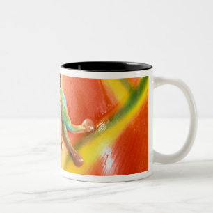 Caneca De Café Em Dois Tons América do Sul, Equador, Amazônia. Rã de árvore