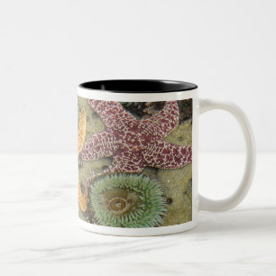 Caneca De Café Em Dois Tons Anêmonas verdes gigantes e estrelas-do-mar ocre