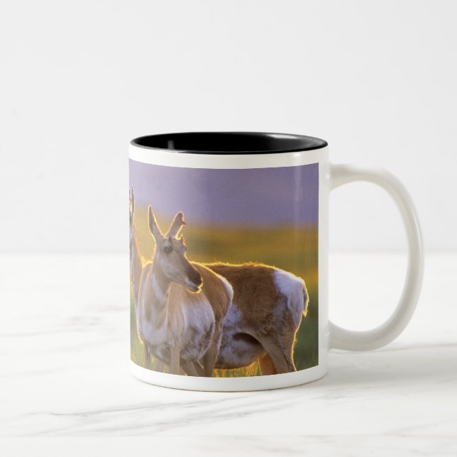 Caneca De Café Em Dois Tons Antílope americano em Montana (Direita)