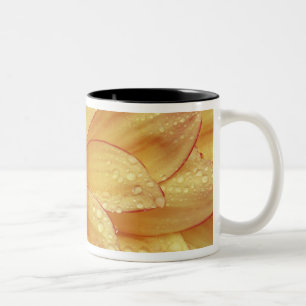 Caneca De Café Em Dois Tons Apertado em fotografias de flor de Dalhia com o 2