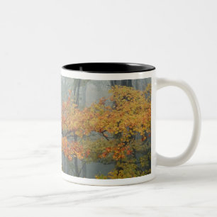 Caneca De Café Em Dois Tons Árvore de bordo vermelho, Acer rubrum, retrato na