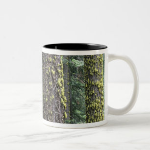 Caneca De Café Em Dois Tons Árvores de sequóia gigante na floresta, Sequoia e