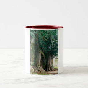 Caneca De Café Em Dois Tons Árvores Velhas de Teixo