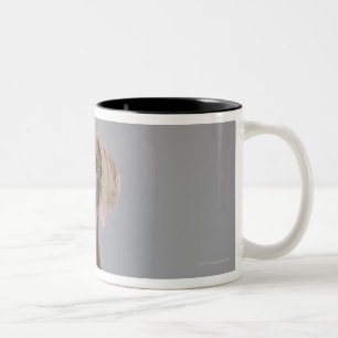 Caneca De Café Em Dois Tons Assento de Weimaraner, tiro do estúdio