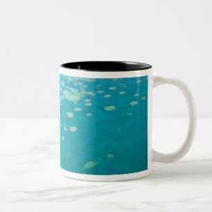 Caneca De Café Em Dois Tons Austrália, Queensland, costa de Whitsunday, Excel