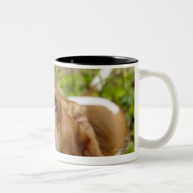 Caneca De Café Em Dois Tons Basset Hound 2 (Direita)