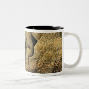 Caneca De Café Em Dois Tons Bebê Elefante Africano, Loxodonta Africana,