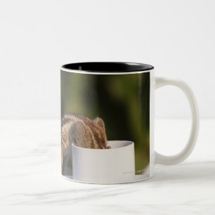 Caneca De Café Em Dois Tons Bebendo do esquilo do copo de café no indiano