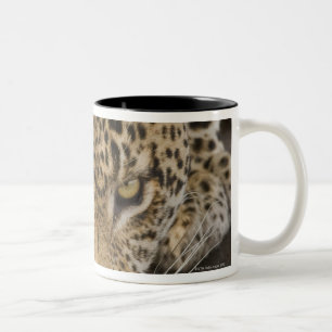 Caneca De Café Em Dois Tons Bebendo do leopardo, maior parque nacional de