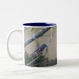 Caneca De Café Em Dois Tons Bluebird no Branch Eastern Bluebird Amantes