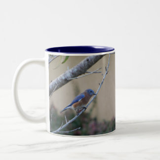 Caneca De Café Em Dois Tons Bluebird no Branch Eastern Bluebird Amantes