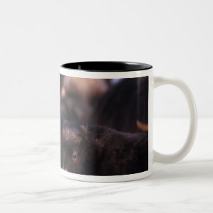 Caneca De Café Em Dois Tons boi-almiscarado, Ovibos moschatus, vaca com recém-